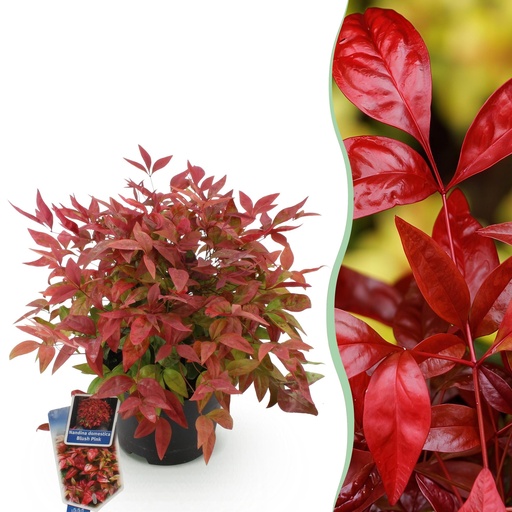 "Gartenpflanze - Nandina Blush Pink - Dunkelrosa - 1 Pflanze - Immergrün - Wenig Pflege - Topf 17cm Höhe 40cm image"