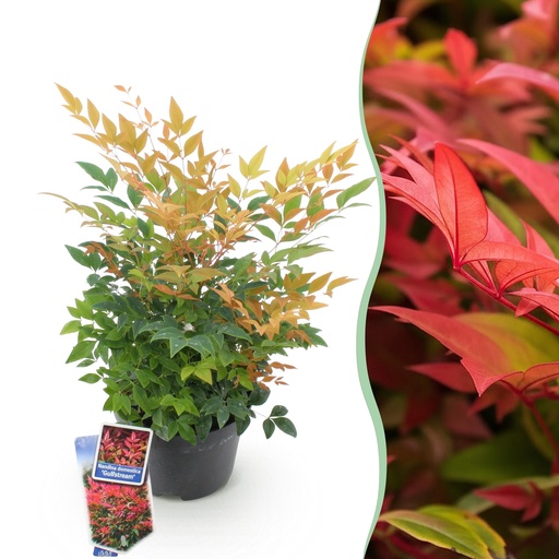 "Gartenpflanze - Nandina Gulfstream - Orange - 1 Pflanze - Immergrün - Pflegeleicht - Topf 17cm Höhe 45cm image"