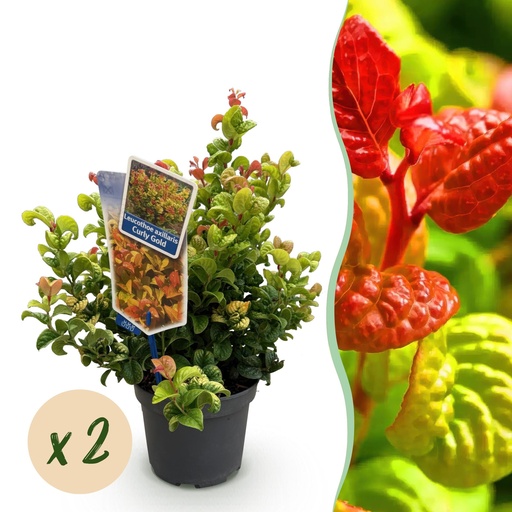 "Gartenpflanze - Leucothoe Curly Gold - Gelb - 2 Pflanzen - Immergrün - Wenig Pflege - Topf 17cm Höhe 40cm image"