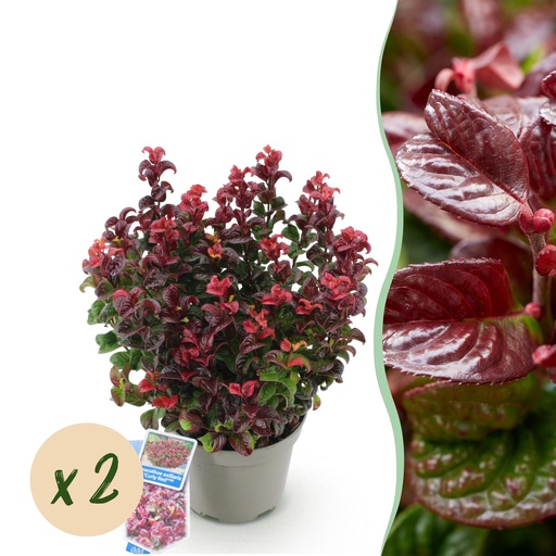 "Gartenpflanze - Leucothoe Curly Red - Rot - 2 Pflanzen - Immergrün - Wenig Pflege - Topf 17cm Höhe 40cm image"