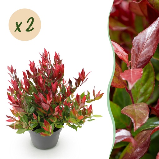 "Gartenpflanze - Leucothoe Little Flame - Rot - 2 Pflanzen - Immergrün - Pflegeleicht - Topf 17 cm Höhe 45 cm image"