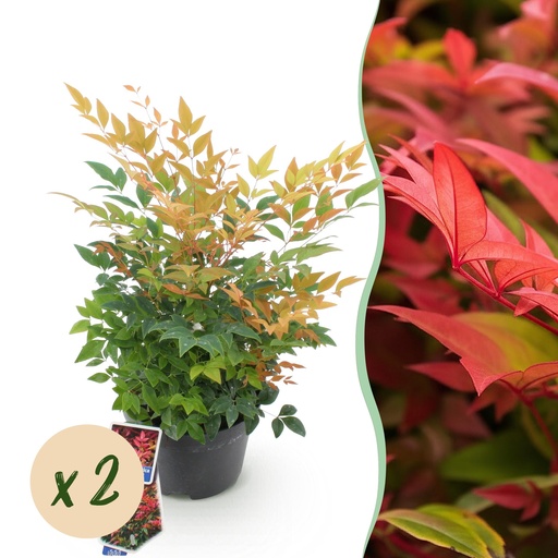 "Gartenpflanze - Nandina Gulfstream - Orange - 2 Pflanzen - Immergrün - Pflegeleicht - Topf 17cm Höhe 45cm image"