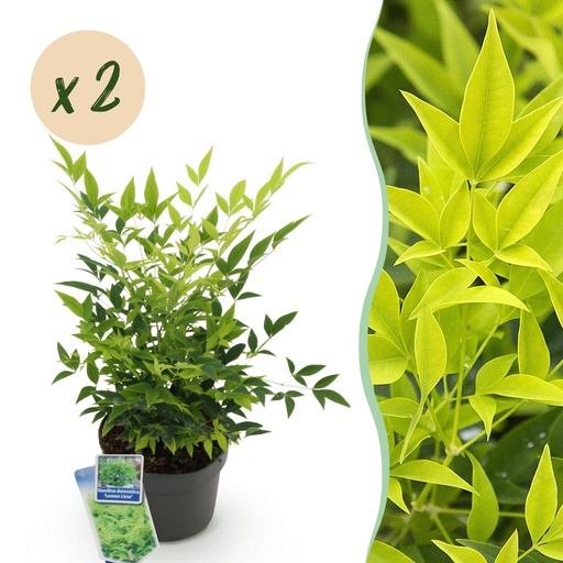 "Gartenpflanze - Nandina Lemon & Lime - Gelb - 2 Pflanzen - Immergrün - Wenig Pflege - Topf 17cm Höhe 45cm image"
