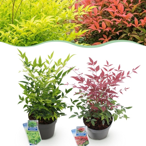 "Gartenpflanze (Gartenpflanze) – winterharte Staude, Höhe ca. 17 cm image"