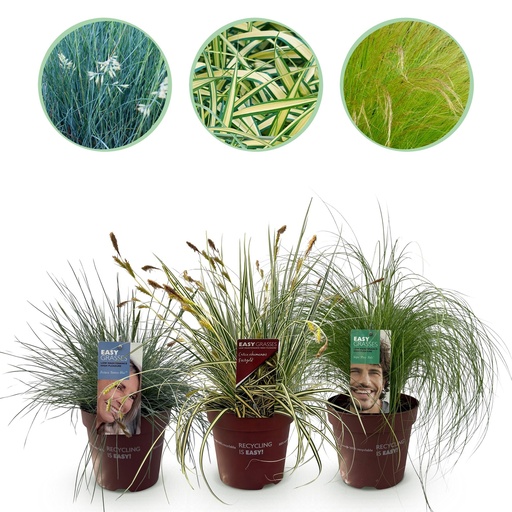"Chinaschilf (Chinaschilf) – winterhartes Ziergras, Höhe ca. 17 cm image"
