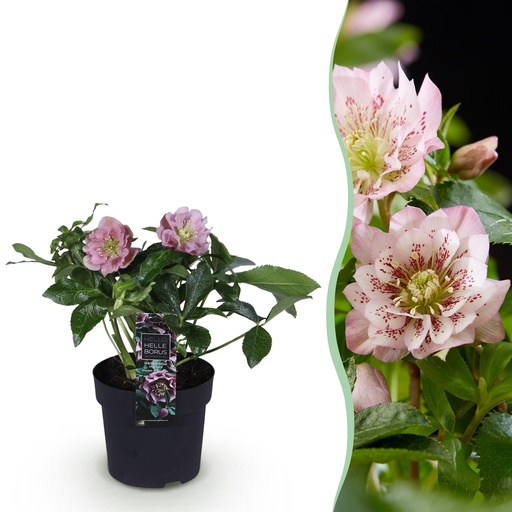 "Gartenpflanze – Christrose – Helleborus orientalis Double Ellen Pink – rosa Blüte – 1 Pflanze – immergrün – Topf 14 cm, Höhe 35 cm image"
