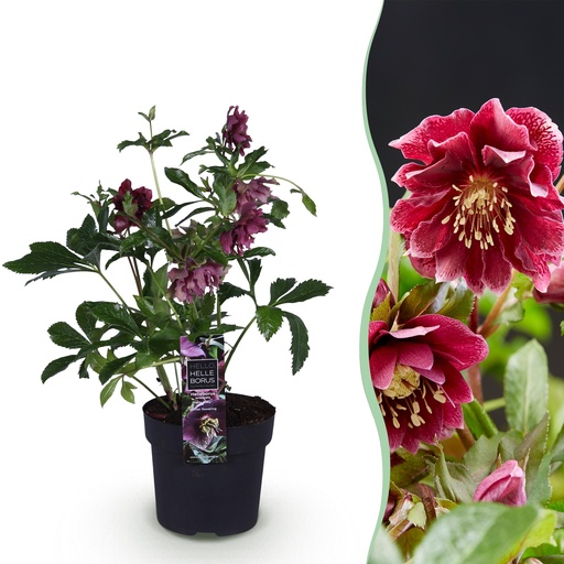 "Gartenpflanze – Lenzrose – Helleborus orientalis Double Ellen Red – rote Blüte – 1 Pflanze – immergrün – Topf 14 cm, Höhe 35 cm image"