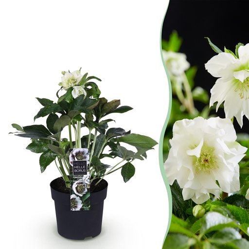 "Gartenpflanze – Lenzrose – Helleborus orientalis Double Ellen White – weiße Blüte – 1 Pflanze – immergrün – Topf 14 cm, Höhe 35 cm image"