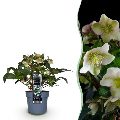 "Gartenpflanze - Lenzrose - Helleborus Diamfire - Grüne Blüte - Immergrün - Topf 19cm Höhe 40cm image"