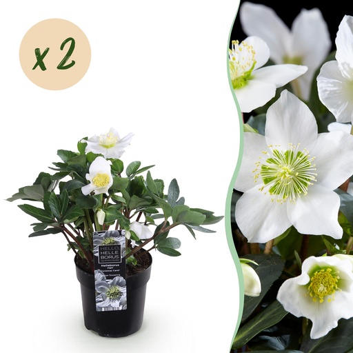 "Gartenpflanze - Weihnachtsrose - Helleborus Christmas Carol - Weiße Blüte - 2 Pflanzen - Immergrün - Topf 10,5cm Höhe 25cm image"