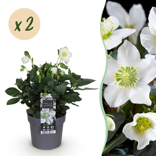 "Gartenpflanze - Weihnachtsrose - Helleborus Christmas Carol - Weiße Blüte - 2 Pflanzen - Immergrün - Topf 14cm Höhe 30cm image"