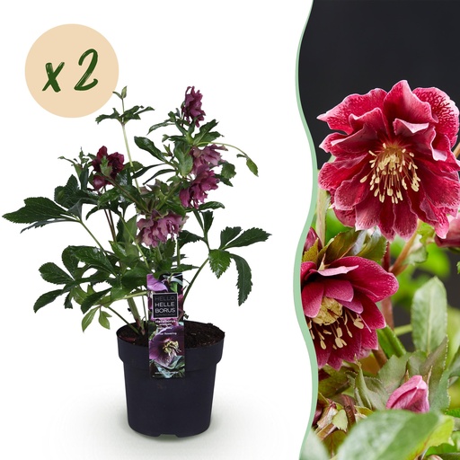 "Gartenpflanze - Lenzrose - Helleborus orientalis Double Ellen Red - Rote Blüte - 2 Pflanzen - Immergrün - Topf 14cm Höhe 35cm image"
