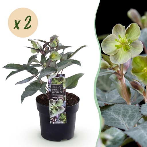 "Gartenpflanze - Fastenrose - Helleborus sternii Silver Dollar - Grüne Blüte - 2 Pflanzen - Immergrün - Topf 14cm Höhe 35cm image"