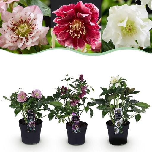 "Lenzrose (Helleborus orientalis) – winterharte Staude, Höhe ca. 14 cm image"
