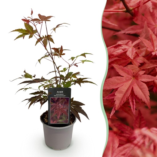 "Gartenpflanze - Acer palmatum Atropurpureum - Lila - 1 Pflanze - Laubabwerfend - Wenig Pflege - Topf 12cm Höhe 35cm image"