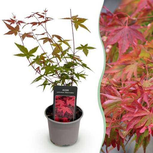 "Roter Fächerahorn (Acer palmatum) – winterharter Zierstrauch, Höhe ca. 12 cm image"
