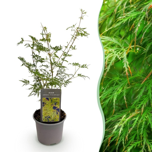 "Fächerahorn (Acer palmatum) – winterharter Zierbaum, Höhe ca. 12 cm image"