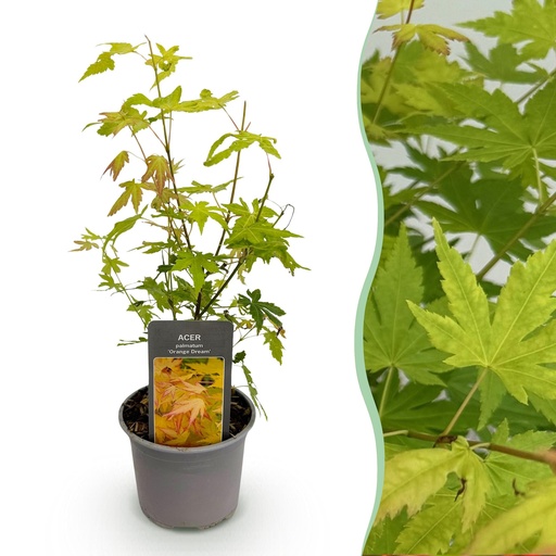 "Gartenpflanze - Acer palmatum Orange Dream - Orange - 1 Pflanze - Laubabwerfend - Wenig Pflege - Topf 12cm Höhe 35cm image"
