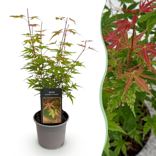 "Fächerahorn (Acer palmatum) – winterharter Zierstrauch, Höhe ca. 12 cm image"