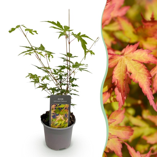 "Gartenpflanze - Acer palmatum Sangokaku - Grün - 1 Pflanze - Laubabwerfend - Wenig Pflege - Topf 12cm Höhe 35cm image"