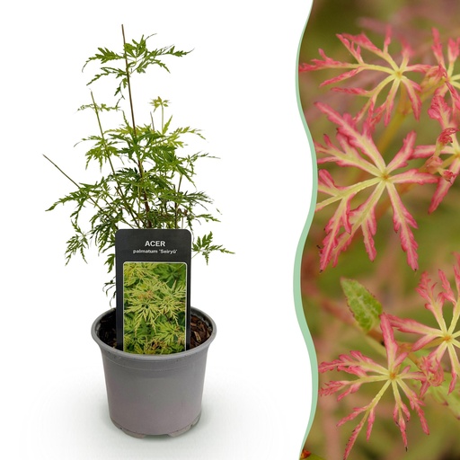 "Gartenpflanze - Acer palmatum Seiryu - Grün - 1 Pflanze - Laubabwerfend - Wenig Pflege - Topf 12cm Höhe 35cm image"