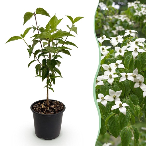 "Gartenpflanze - Cornus kousa chinensis - Weiße Blüte - 1 Pflanze - Laubabwerfend - Pflegeleicht - Topf 12cm Höhe 35cm image"