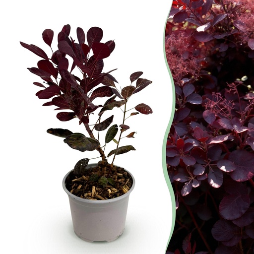 "Gartenpflanze - Cotinus coggyria Lilla - Lila - 1 Pflanze - Laubabwerfend - Wenig Pflege - Topf 12cm Höhe 35cm image"