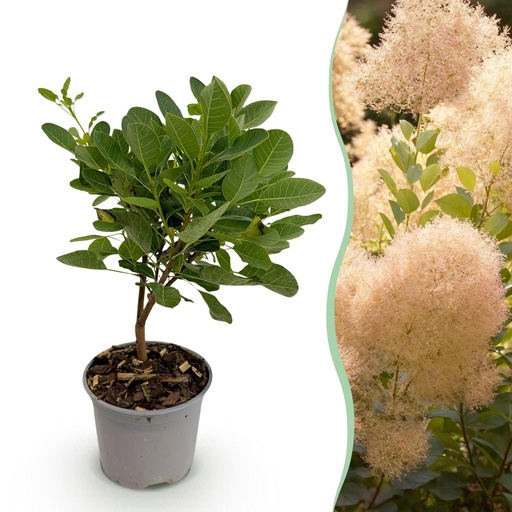 "Gartenpflanze - Cotinus coggyria Young Lady - Grün 1 Pflanze - Laubabwerfend - Wenig Pflege - Topf 12cm Höhe 35cm image"