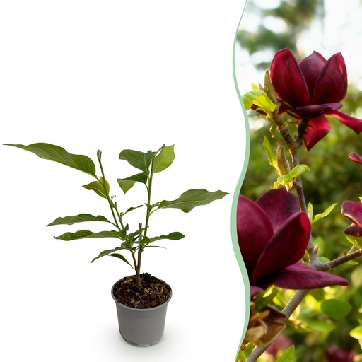 "Gartenpflanze - Magnolia Genie - Lila Blüte - 1 Pflanze - Laubabwerfend - Pflegeleicht - Topf 12cm Höhe 30cm image"