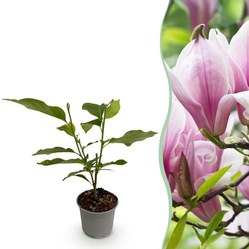 "Gartenpflanze - Magnolia George Henry Kern - Rosa Blüte - 1 Pflanze - Laubabwerfend - Pflegeleicht - Topf 12cm Höhe 30cm image"