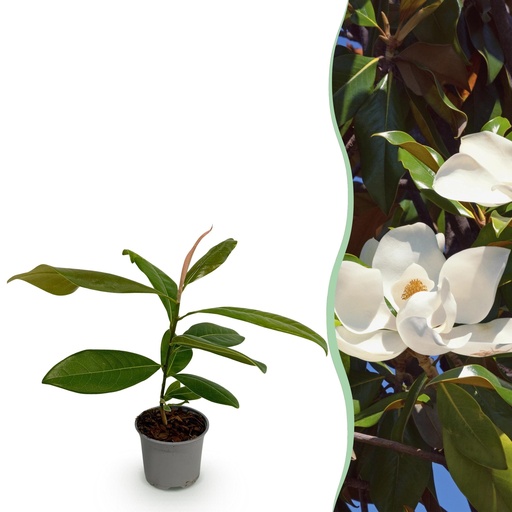 "Gartenpflanze - Magnolia grandiflora - Blüte Weiß - 1 Pflanze - Immergrün - Wenig Pflege - Topf 12cm Höhe 30cm image"