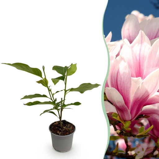 "Gartenpflanze - Magnolia soulangeana - Blüte Rosa - 1 Pflanze - Laubabwerfend - Wenig Pflege - Topf 12cm Höhe 30cm image"