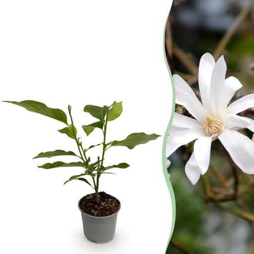 "Gartenpflanze - Magnolia stellata - Blüte Weiß - 1 Pflanze - Laubabwerfend - Pflegeleicht - Topf 12cm Höhe 30cm image"