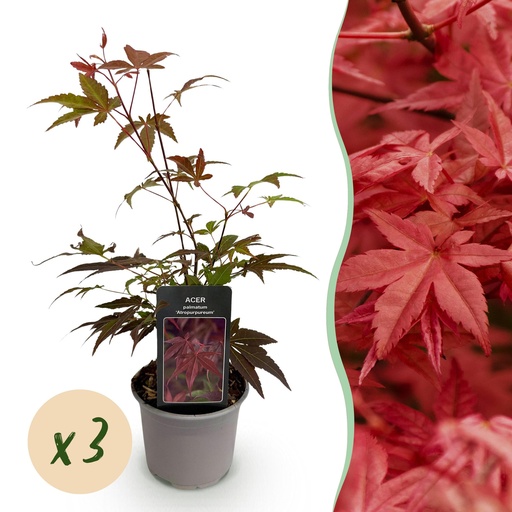 "Gartenpflanze - Acer palmatum Atropurpureum - Lila - 3 Pflanzen - Laubabwerfend - Pflegeleicht - Topf 12 cm Höhe 35 cm image"