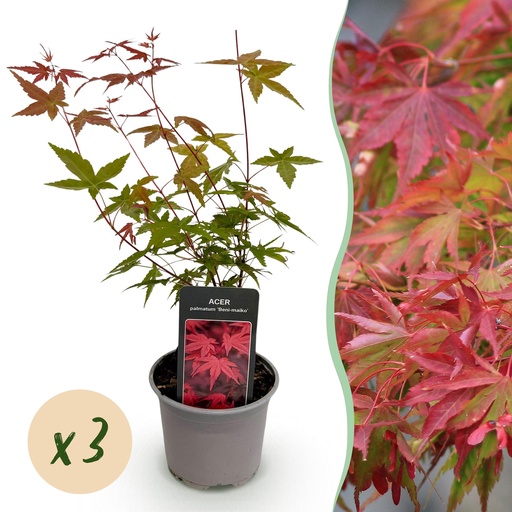 "Gartenpflanze - Acer palmatum Beni-maiko - Rot - 3 Pflanzen - Laubabwerfend - Wenig Pflege - Topf 12 cm Höhe 35 cm image"