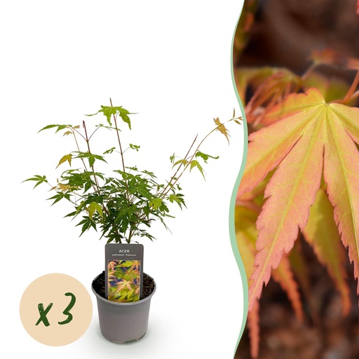 "Gartenpflanze – Acer palmatum ‚Katsura‘ – Orange – 3 Pflanzen – Laubabwerfend – Pflegeleicht – Topf 12 cm, Höhe 35 cm image"