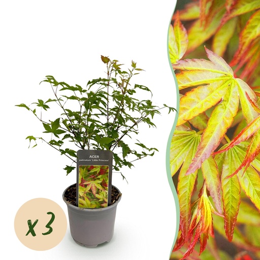 "Gartenpflanze – Acer palmatum ‚Little Princess‘ – Grün – 3 Pflanzen – Laubabwerfend – Wenig Pflege – Topf 12 cm, Höhe 35 cm image"