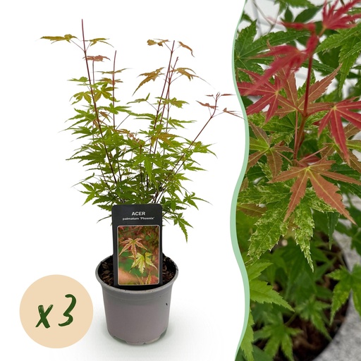 "Gartenpflanze - Acer palmatum Phoenix - Rosa - 3 Pflanzen - Laubabwerfend - Wenig Pflege - Topf 12cm Höhe 35cm image"