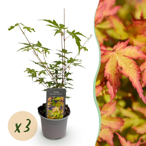 "Korallenrinden-Ahorn (Acer palmatum) – winterharter Zierstrauch, Höhe ca. 12 cm image"