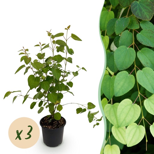 "Gartenpflanze - Cercidiphyllum japonicum - Grün - 3 Pflanzen - Laubabwerfend - Pflegeleicht - Topf 12cm Höhe 35cm image"