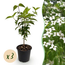 Chinesischer Blumenhartriegel (Cornus kousa) – winterharter Blütenstrauch, Höhe 