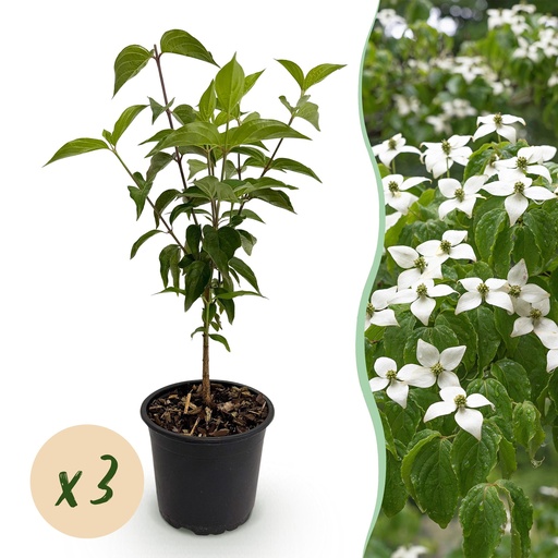 "Gartenpflanze - Cornus kousa chinensis - Weiße Blüte - 3 Pflanzen - Laubabwerfend - Pflegeleicht - Topf 12cm Höhe 35cm image"