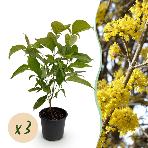 "Gartenpflanze - Cornus mas - Gelbe Blüte - 3 Pflanzen - Laubabwerfend - Pflegeleicht - Topf 12cm Höhe 35cm image"