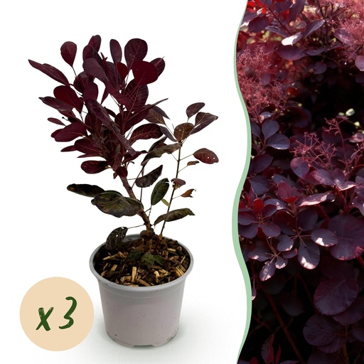 "Zwerg-Perückenstrauch (Cotinus coggygria) – winterharter Zierstrauch, Höhe ca. 12 cm image"