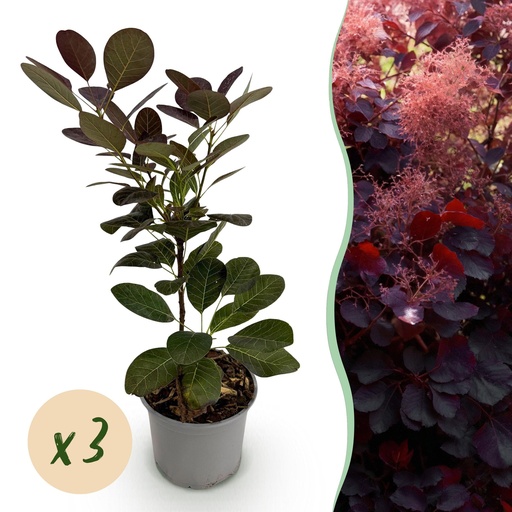 "Gartenpflanze - Cotinus coggyria Royal Purple - Lila - 3 Pflanzen - Laubabwerfend - Wenig Pflege - Topf 12cm Höhe 35cm image"