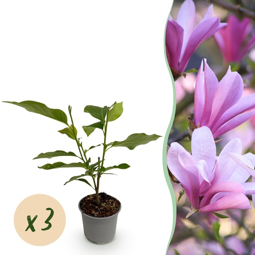 "Gartenpflanze - Magnolia Betty - Blüte Weiß - 3 Pflanzen - Laubabwerfend - Wenig Pflege - Topf 12cm Höhe 30cm image"