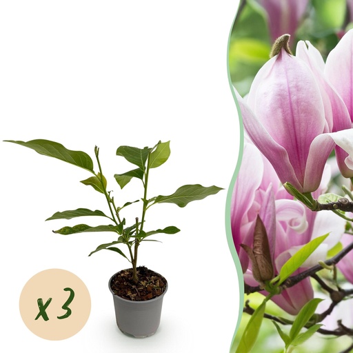 "Gartenpflanze - Magnolia George Henry Kern - Blüte Rosa - 3 Pflanzen - Laubabwerfend - Wenig Pflege - Topf 12cm Höhe 30cm image"