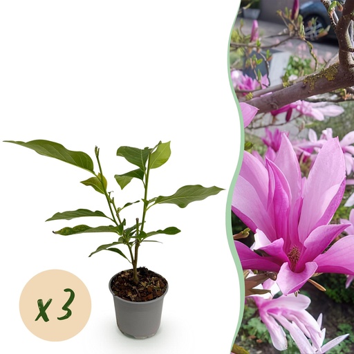 "Gartenpflanze - Magnolia Susan - Blüte Lila - 3 Pflanzen - Laubabwerfend - Wenig Pflege - Topf 12cm Höhe 30cm image"