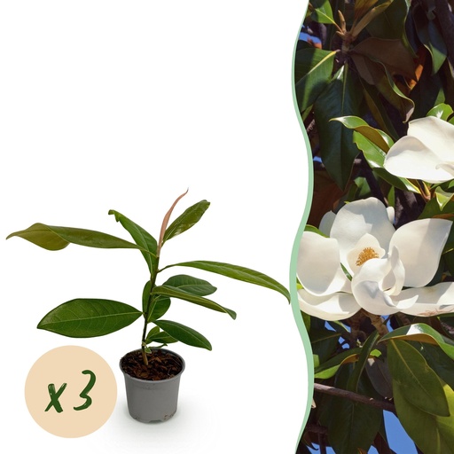"Gartenpflanze - Magnolia grandiflora - Blüte Weiß - 3 Pflanzen - Immergrün - Wenig Pflege - Topf 12cm Höhe 30cm image"