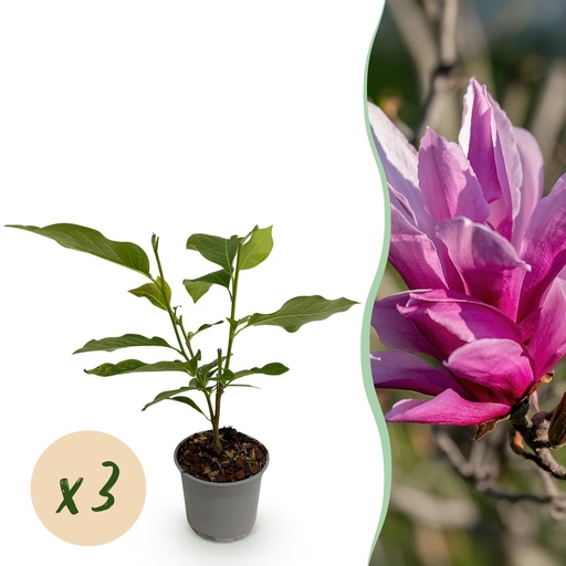"Gartenpflanze - Magnolia liliiflora Nigra - Blüte Lila - 3 Pflanzen - Laubabwerfend - Wenig Pflege - Topf 12cm Höhe 30cm image"